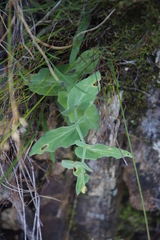 Othonna perfoliata