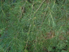 Cedrus deodara