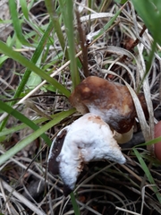 Hypomyces cervinigenus