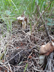 Hypomyces cervinigenus