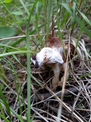 Hypomyces cervinigenus