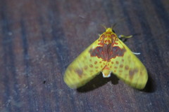 Amaxia pulchra