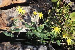 Othonna perfoliata