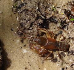 Lacunicambarus diogenes