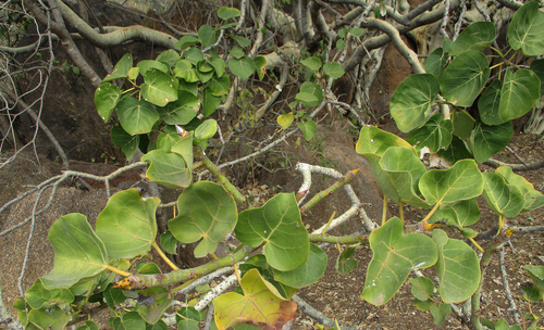 Ficus abutilifolia image