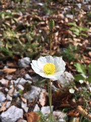 Papaver alpinum alpinum