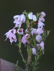 Erica melanthera