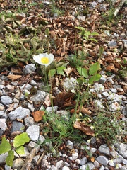 Papaver alpinum alpinum
