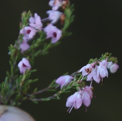 Erica melanthera