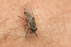 Haematopota pluvialis