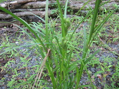 Carex frankii
