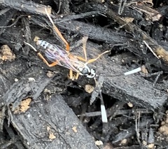 Sphelodon phoxopteridis