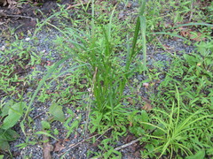 Carex frankii