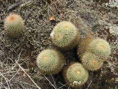 Mammillaria rhodantha