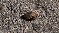 Phyllophaga lanceolata