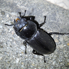 Dorcus rectus rectus