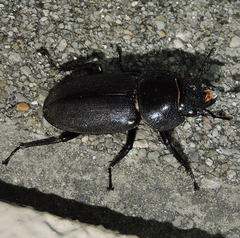 Dorcus rectus rectus