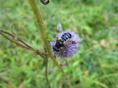 Eristalis rupium