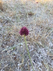 Allium
