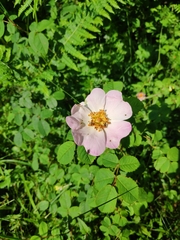 Rosa gallica