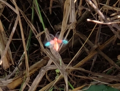 Thonalmus chevrolati