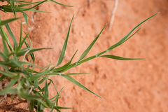 Muhlenbergia arenacea