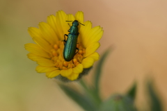 Psilothrix viridicoerulea