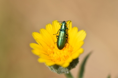 Psilothrix viridicoerulea