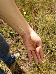 Piptochaetium avenaceum