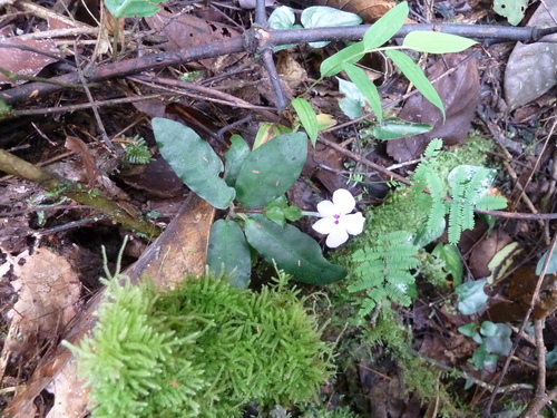 Stenandrium buntingii image