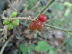 Daphne pseudomezereum