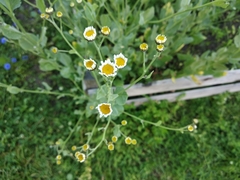 Tanacetum balsamita