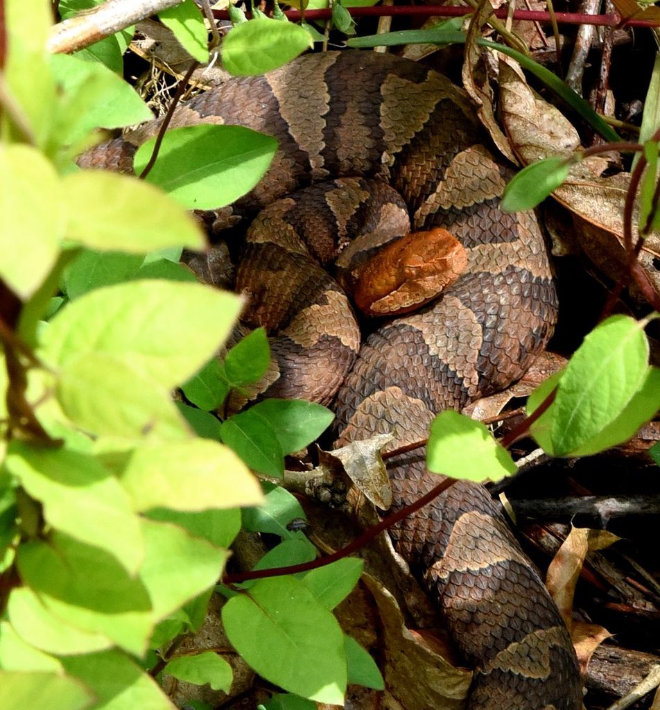 Eastern Copperhead from Athens County, OH, USA on May 4, 2016 at 12:43 ...