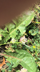 Trifolium hybridum