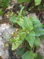 Valeriana elongata