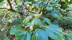 Trichochermes walkeri