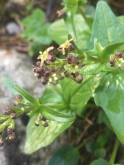 Valeriana elongata