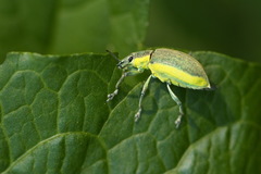 Chlorophanus viridis