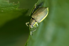 Chlorophanus viridis