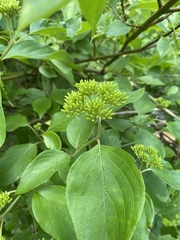 Cornus obliqua