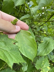 Cornus obliqua