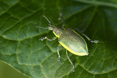 Chlorophanus viridis