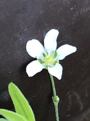 Moehringia