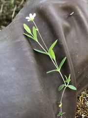 Moehringia