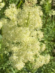 Thalictrum lucidum