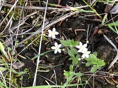 Moehringia