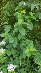 Prunus padus
