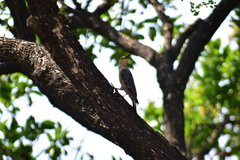 Melanerpes aurifrons