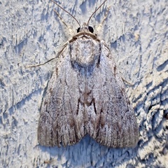 Catocala gracilis