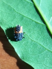 Harmonia axyridis